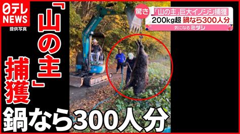 獣姦ビデオでイノシシが田舎の住人と交尾する